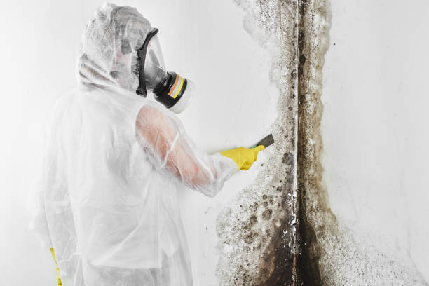 Mold Testing and Removal in Elko New Market, MN