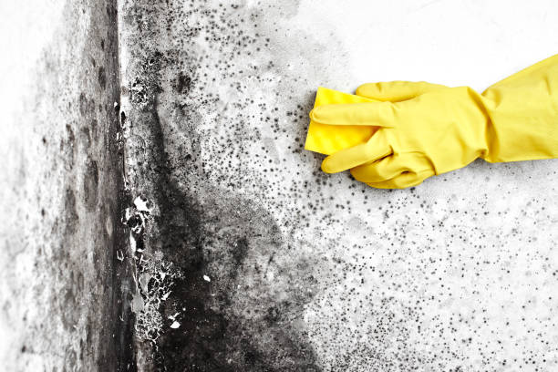Best Attic Mold Removal  in Elko New Market, MN
