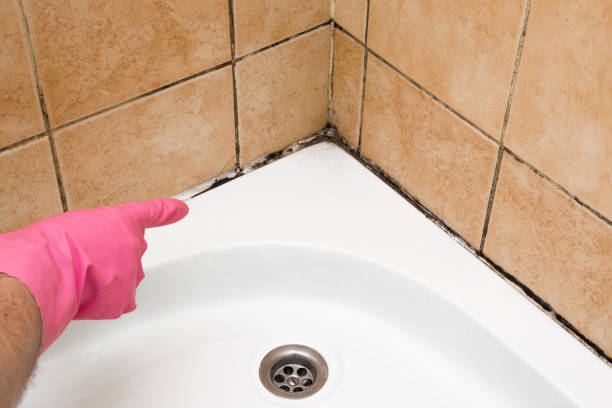 Best Certified Mold Removal  in Elko New Market, MN